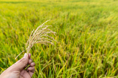 Hand holding plant growing on field