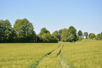 Trees on field against clear sky