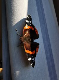 Butterfly on flower