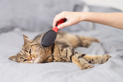 A woman combs her cat with a comb. a striped cat is lying on the background. rest and relaxation.