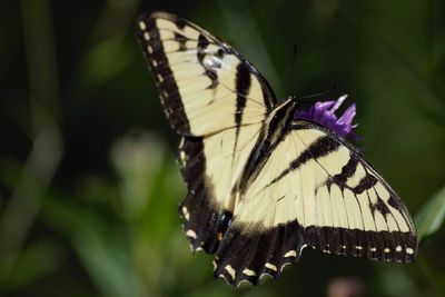 Close-up of butterfly pollinating on purple flower