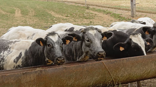 High angle view of cows on field