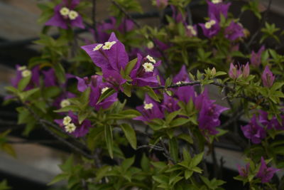 Close-up of pink flowering plants