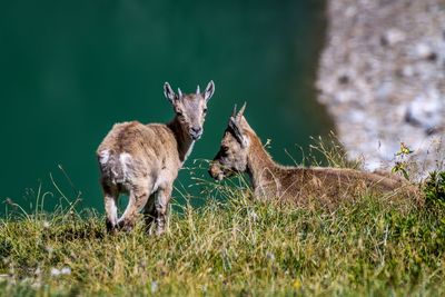 Animali selvatici in uno splendido ambiente. wild animals in a beautiful environment.