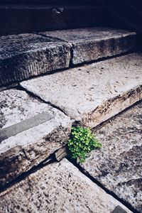 High angle view of stone wall