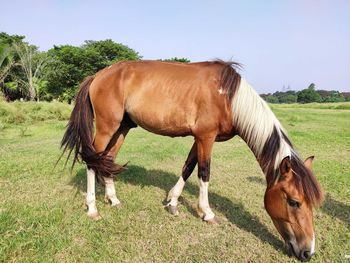 Horse grazing in field in kolkata