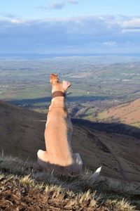 Rear view of brown lurcher on mountain