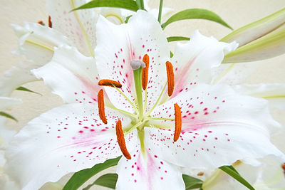 Close-up of white lily