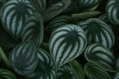 Foliage leaves of watermelon peperomia plant natural pattern background