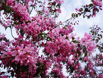 Close-up of pink cherry blossoms in spring