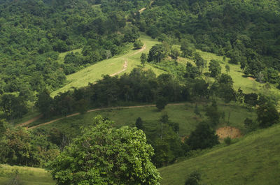 High angle view of trees on hill