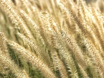 Close-up of foxtail field grass blowing in sunlight and wind 