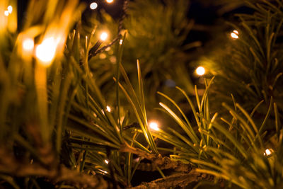 Close-up of illuminated christmas tree 