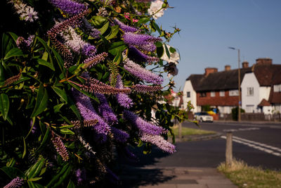 Purple flowering plant by building against sky