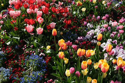 Close-up of multi colored tulips in garden