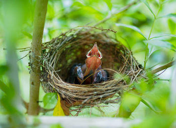 Close-up of bird perching on nest