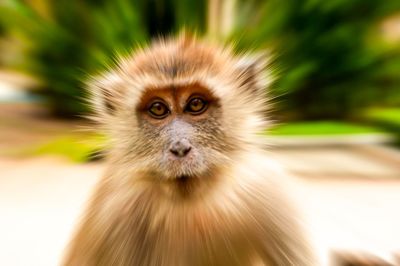Portrait of monkey outdoors