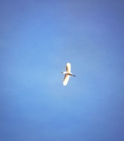 Low angle view of bird flying against clear blue sky