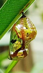 Close-up of insect on leaf