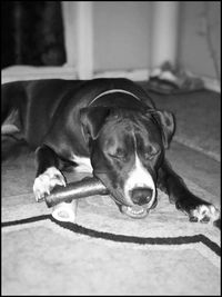 Close-up of dog lying on floor