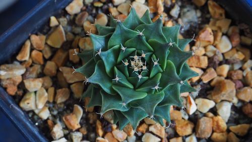 High angle view of plants