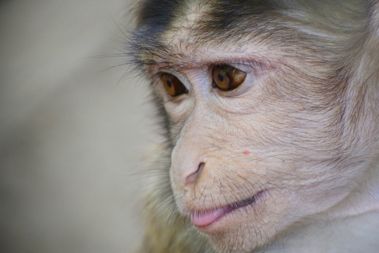 one animal, animal themes, close-up, animal head, selective focus, looking away, alertness, mammal, whisker, animal eye, front view, animal hair, zoology, feline, curiosity, animal nose, extreme close up, snout, focus on foreground, whiskers, animal, no people, looking