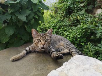 Portrait of tabby cat on plants