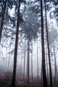 Pine trees in forest