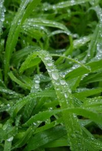 Close-up of wet plant leaves during rainy season