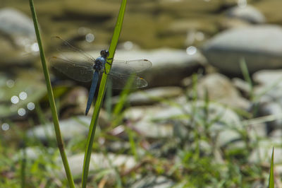 Close-up of damselfly on grass