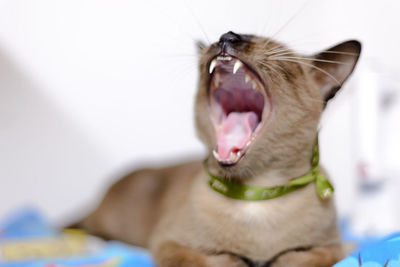 Close-up of cat yawning