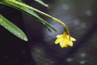 Close-up of yellow flowers