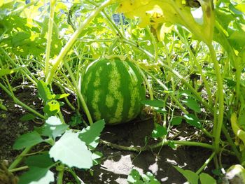 Close-up of fruit growing on plant