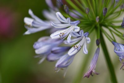 Close-up of purple flowering plant