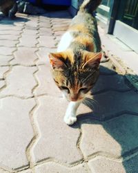 Cat on street