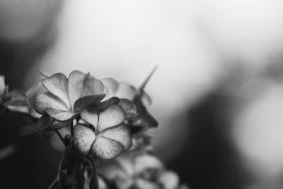 Close-up of flower