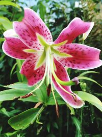 Close-up of pink flowers