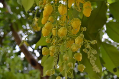 Low angle view of leaves on tree