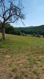 Scenic view of grassy field against sky