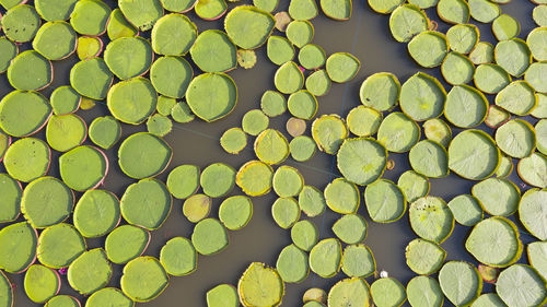 Full frame shot of leaves floating on water