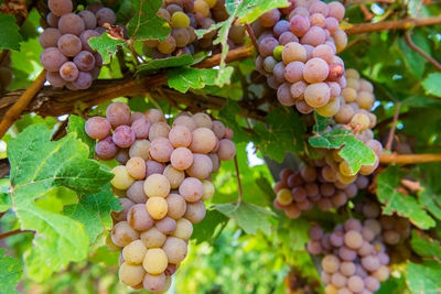 Close-up of grapes growing in vineyard