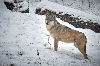 Dog on snow covered land