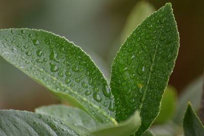 Close-up of raindrops on leaves