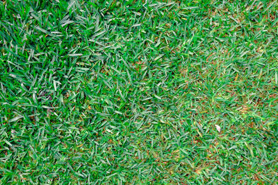 Full frame shot of green grass