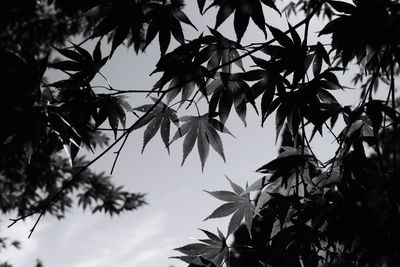 Low angle view of tree against sky