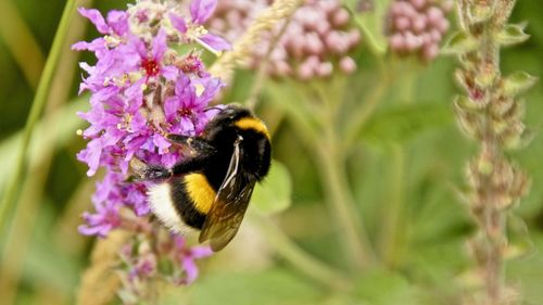 Close-up of bee pollinating on purple flower