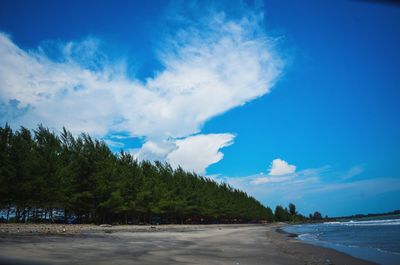 Trees at beach against blue sky