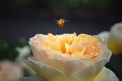 Close-up of bee pollinating on flower