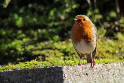 Close-up of bird perching on retaining wall robin 