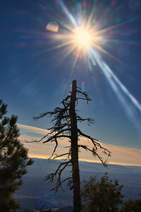 Low angle view of silhouette tree against sky during sunset